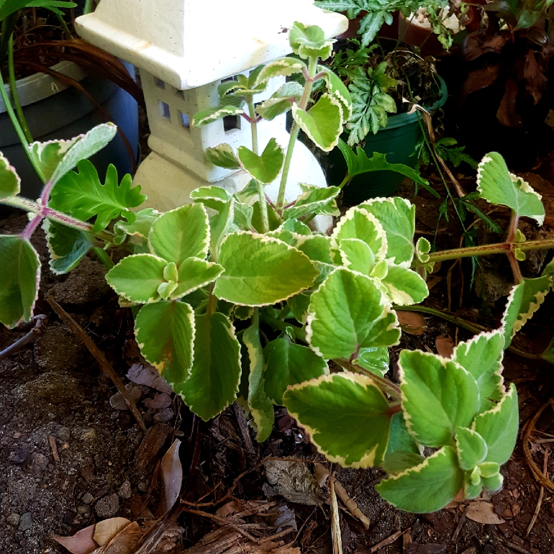 Cuban Oregano Variegatus in the GardenTags plant encyclopedia