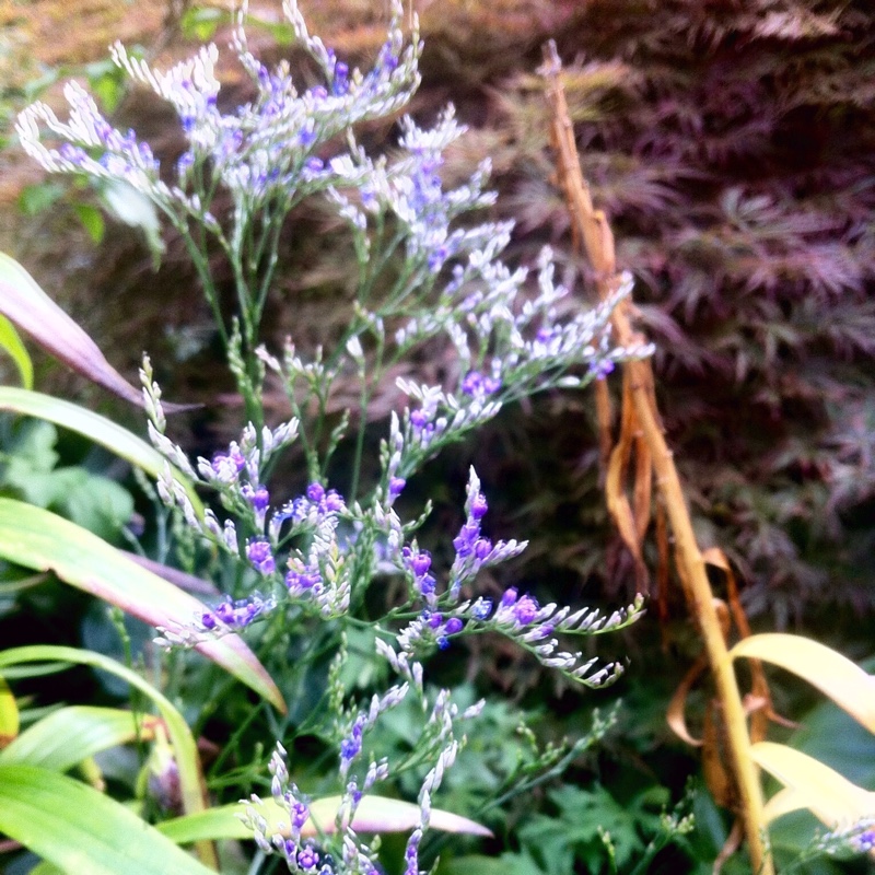 Sea Lavender in the GardenTags plant encyclopedia