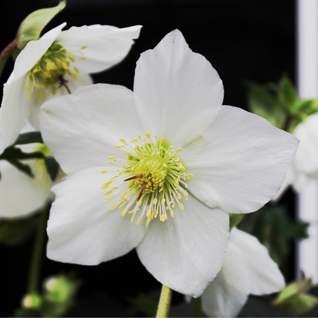 Hellebore HGC Paradenia in the GardenTags plant encyclopedia