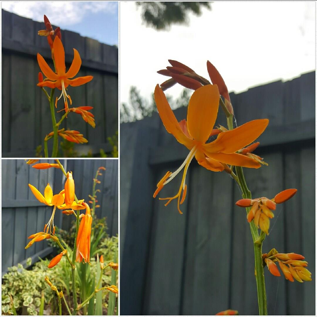 Montbretia Castle Ward Late in the GardenTags plant encyclopedia