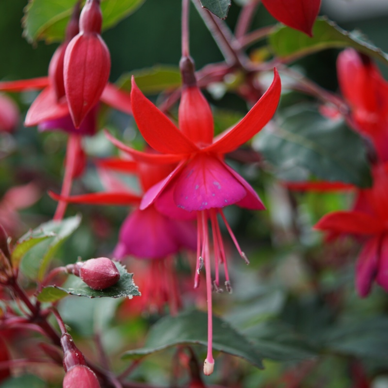 Fuchsia Beacon in the GardenTags plant encyclopedia