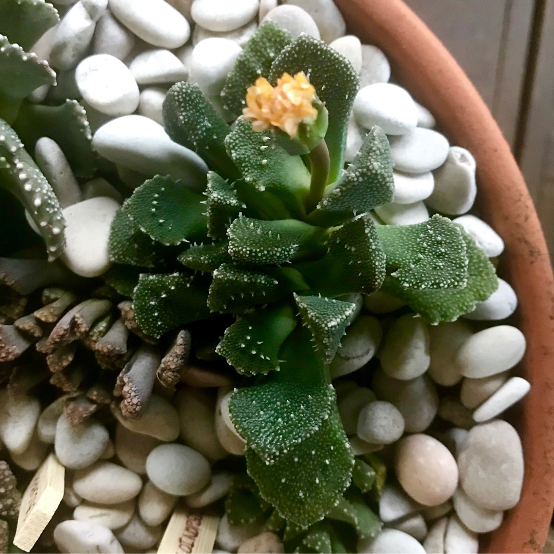 Aloinopsis Setifera in the GardenTags plant encyclopedia