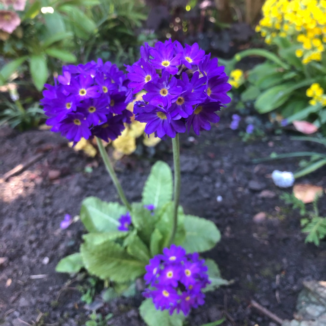 Drumstick Primrose Corolla Blue in the GardenTags plant encyclopedia