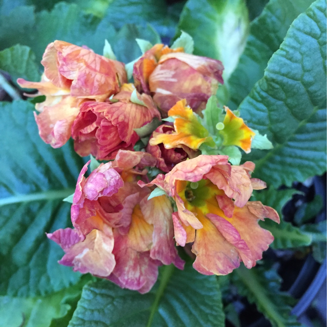 Primula in the GardenTags plant encyclopedia