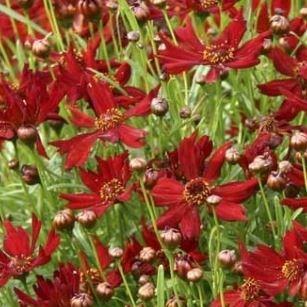 Golden tickseed in the GardenTags plant encyclopedia