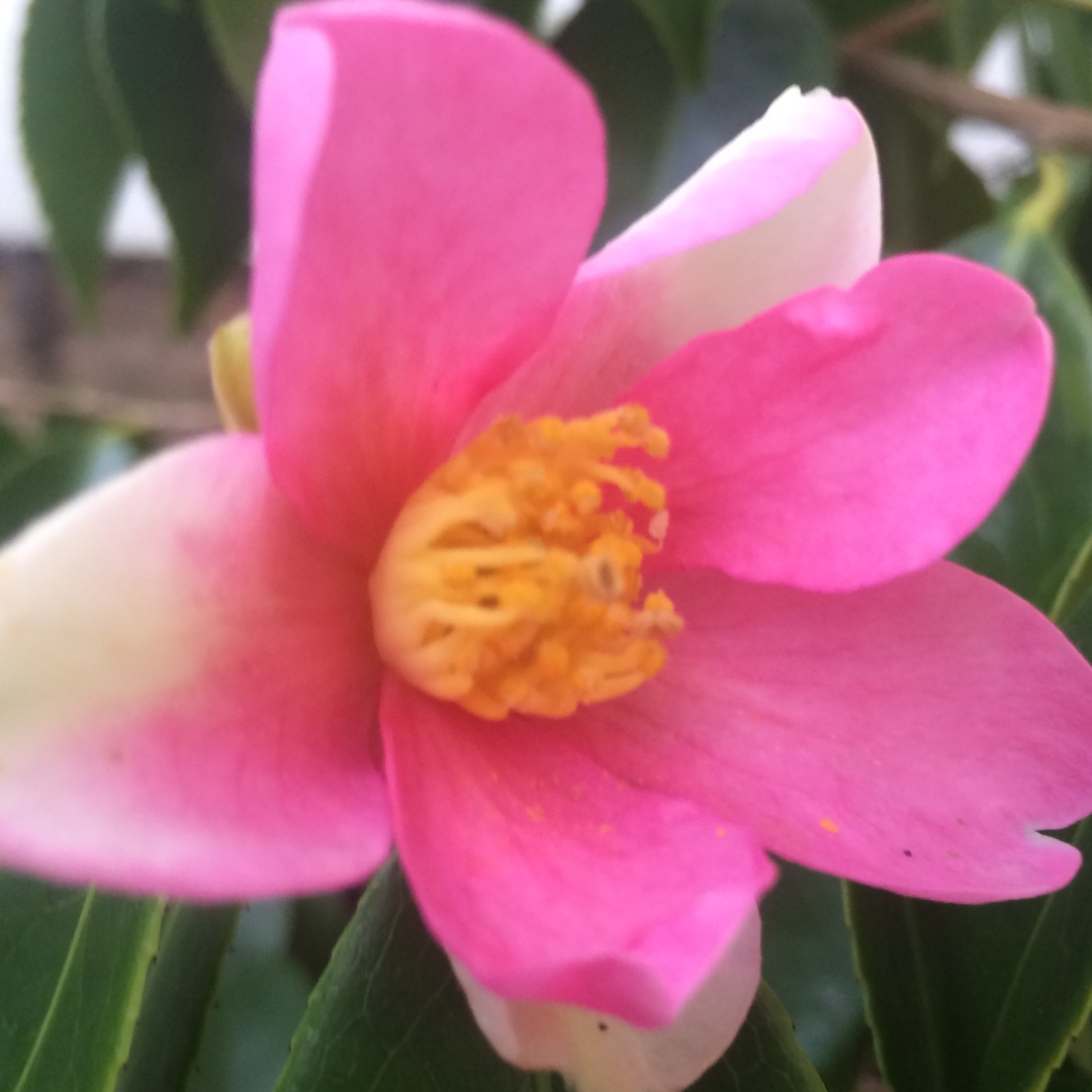 Camellia Yume in the GardenTags plant encyclopedia