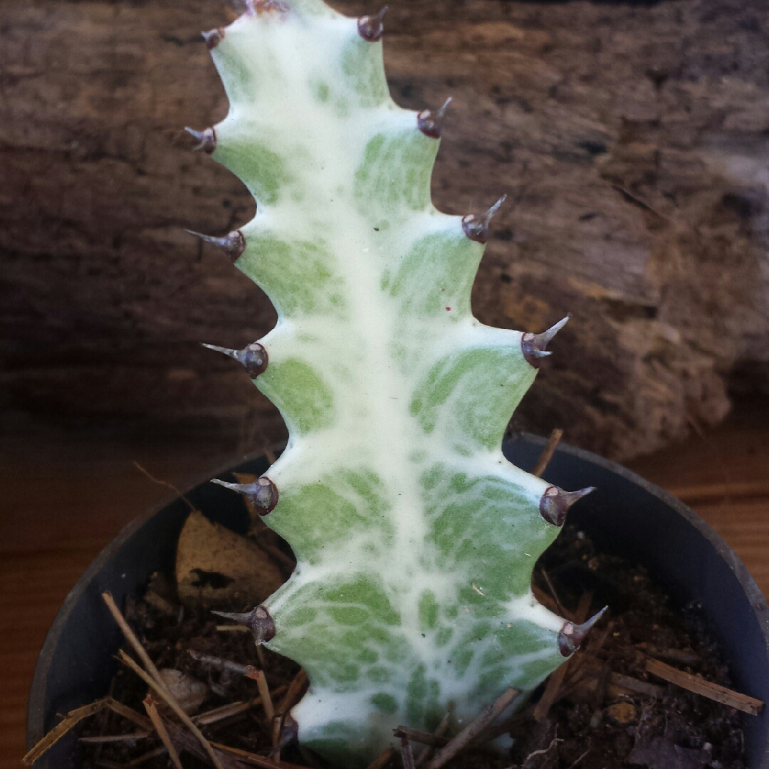 Dragon Bones in the GardenTags plant encyclopedia