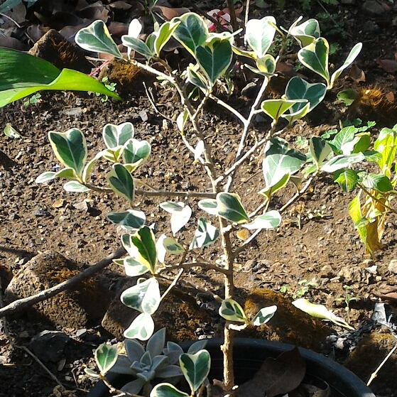 Ficus natalensis subsp. leprieurii, Ficus Triangularis Variegata in ...