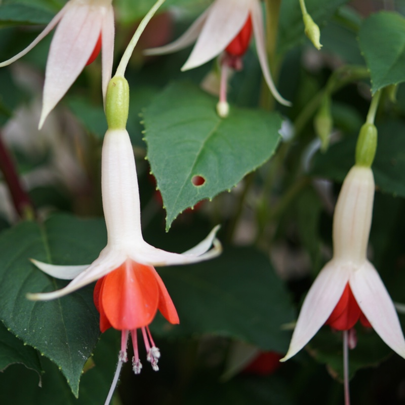 Fuchsia Lyes Unique in the GardenTags plant encyclopedia