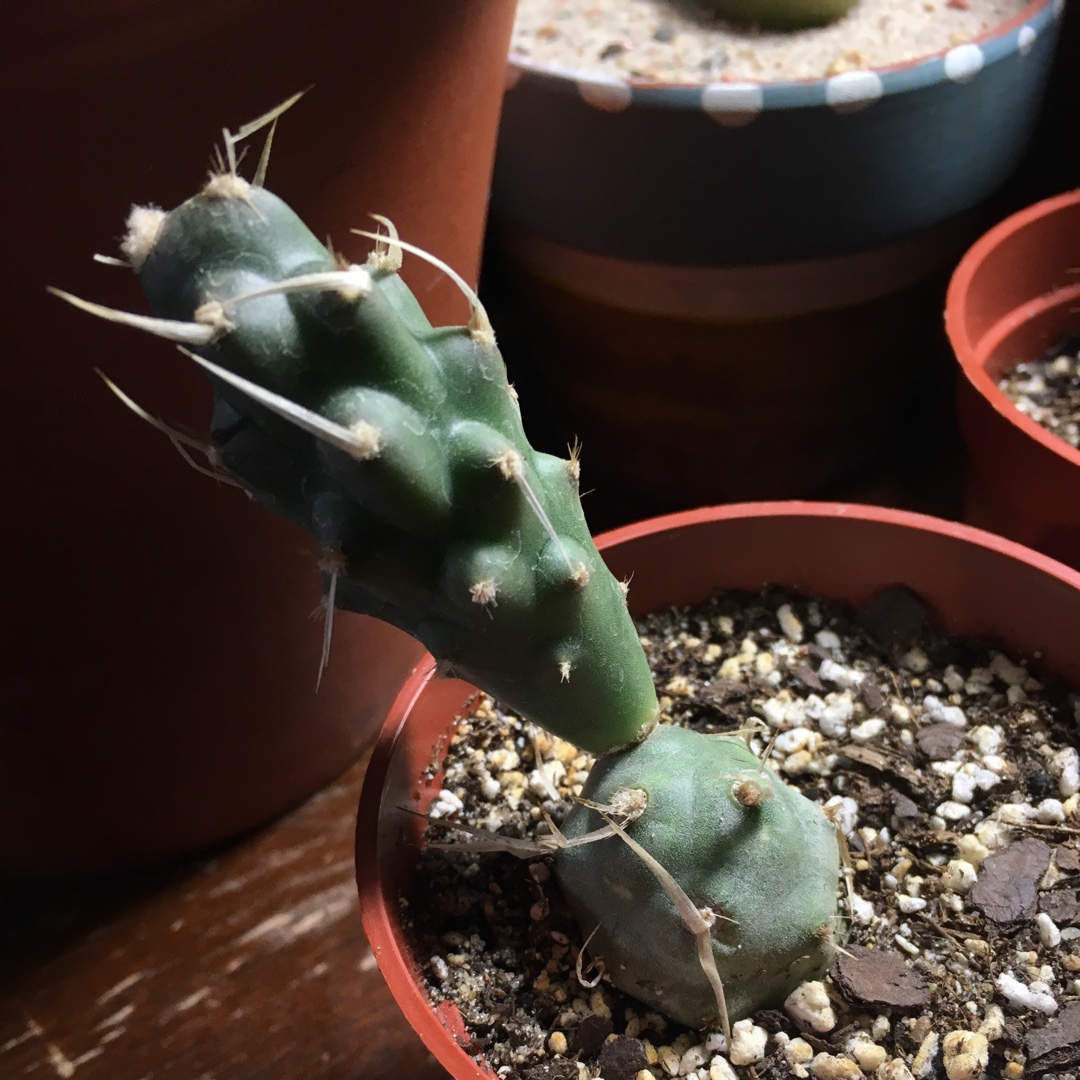 Tephrocactus Papyracanthus in the GardenTags plant encyclopedia