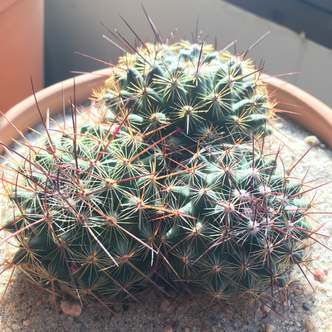 Mammillaria discolor in the GardenTags plant encyclopedia