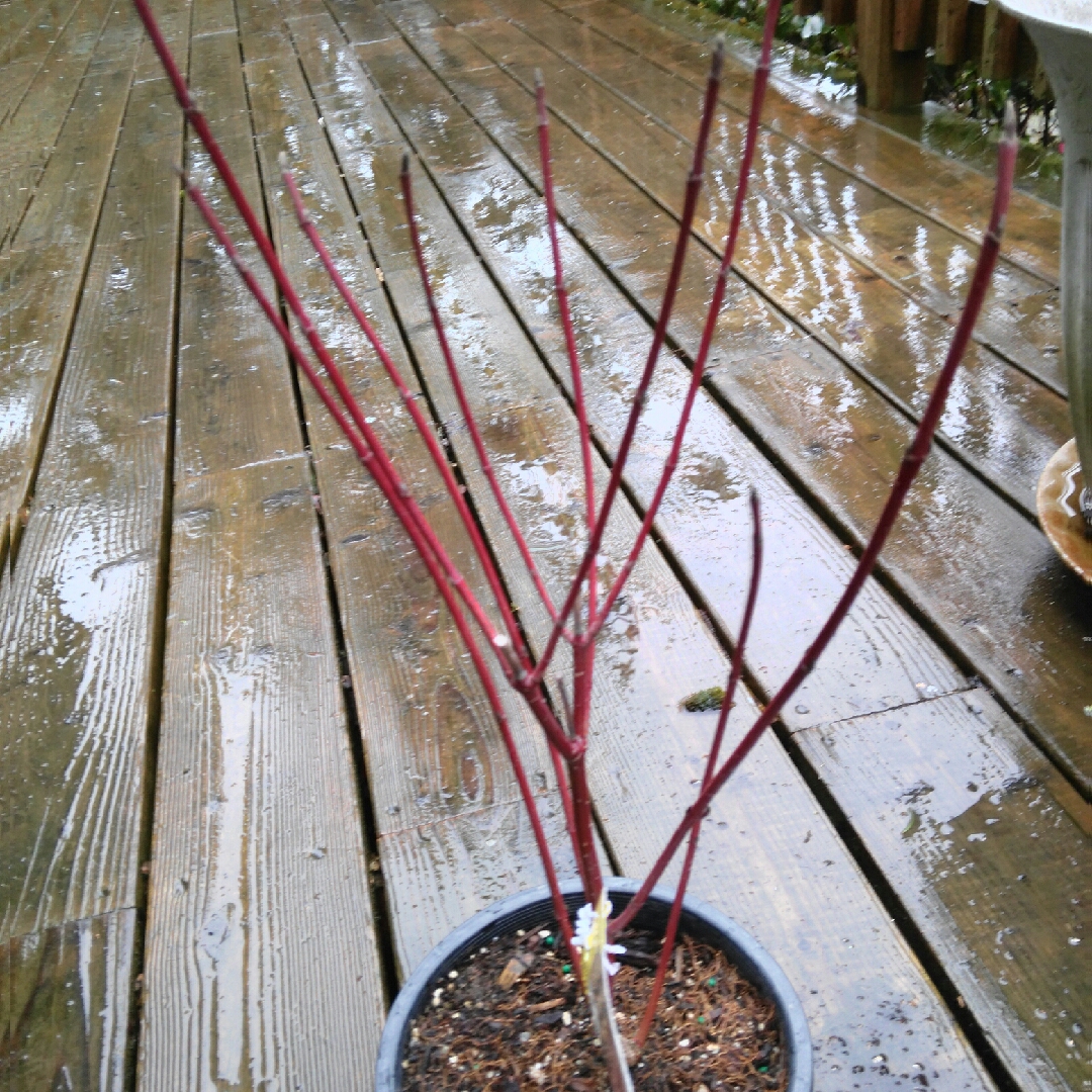 Red Osier Dogwood in the GardenTags plant encyclopedia