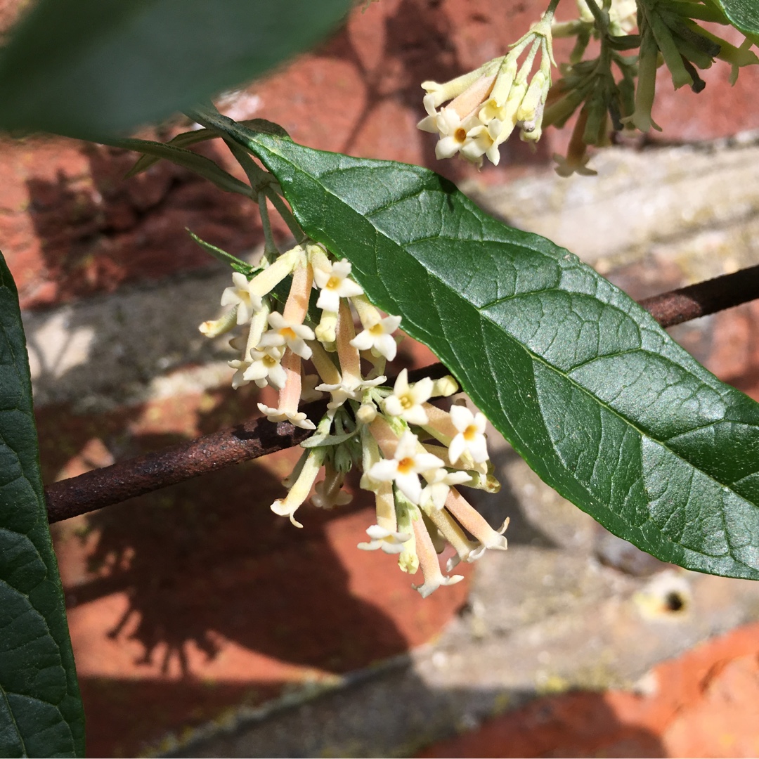 Weeping Sage Butterfly Bush in the GardenTags plant encyclopedia