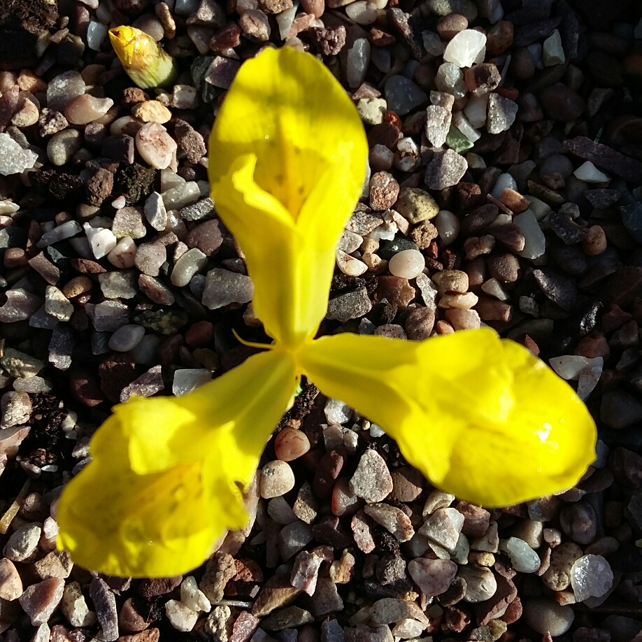 Reticulate Iris Sunshine in the GardenTags plant encyclopedia