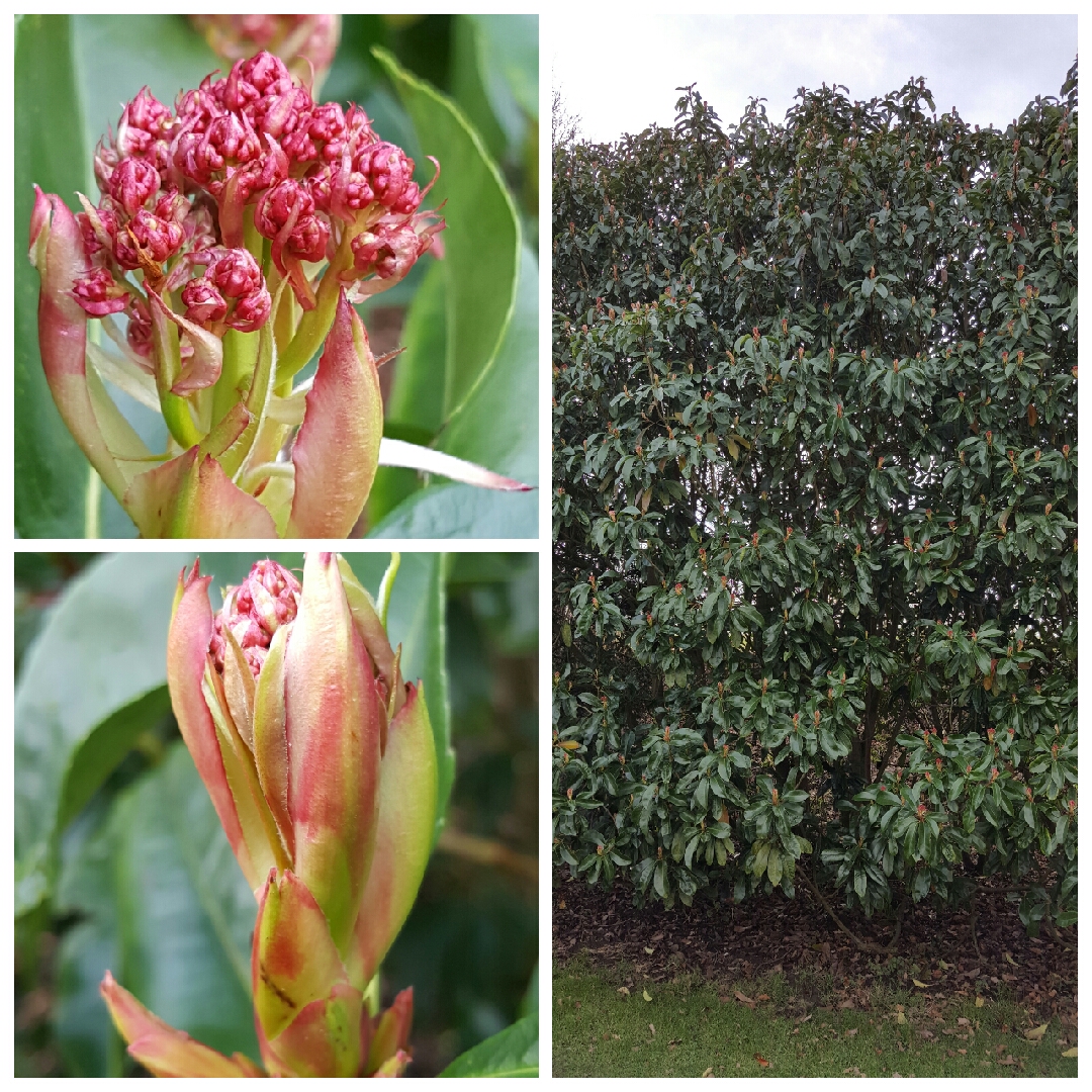 Taiwanese Photinia in the GardenTags plant encyclopedia