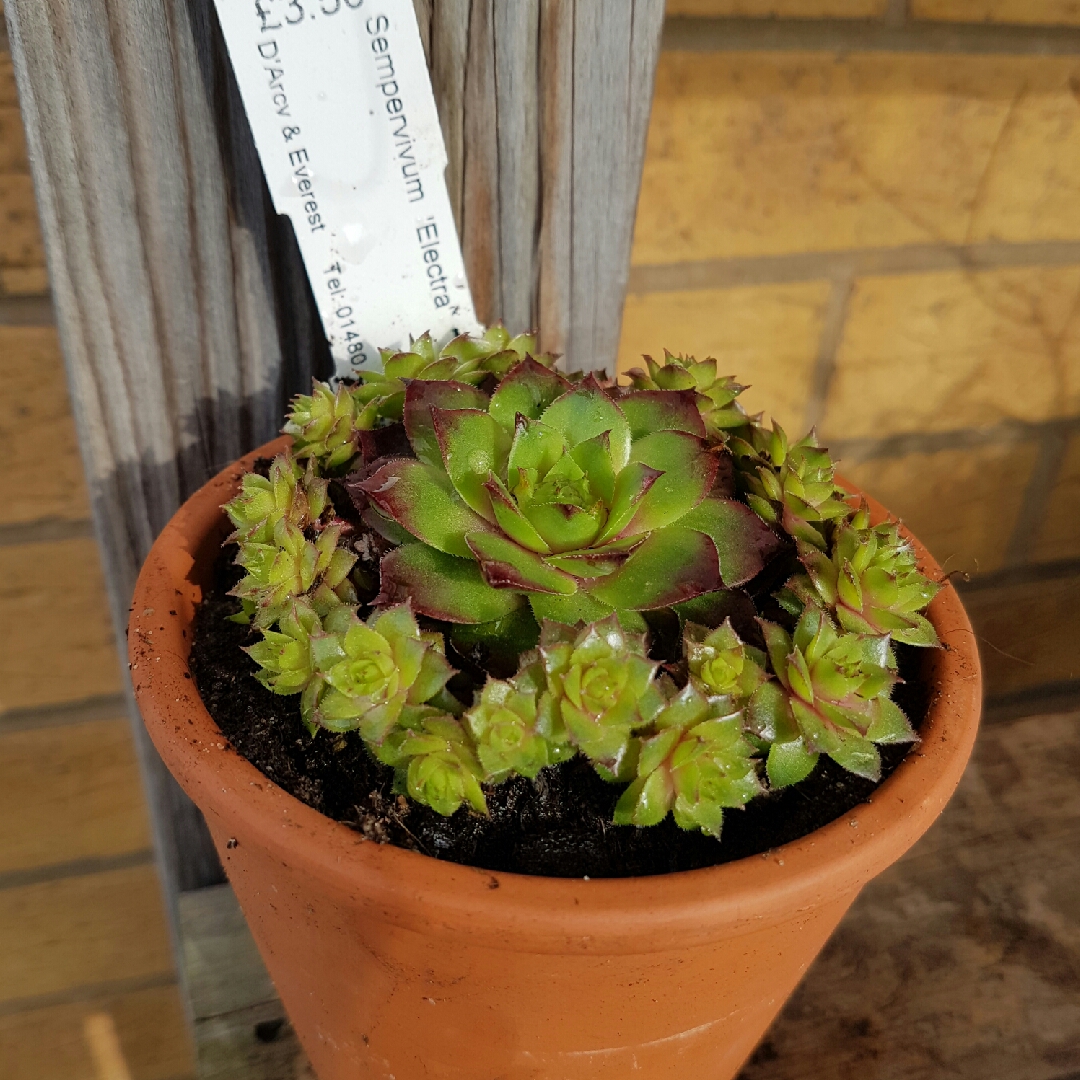 Sempervivum Electra in the GardenTags plant encyclopedia