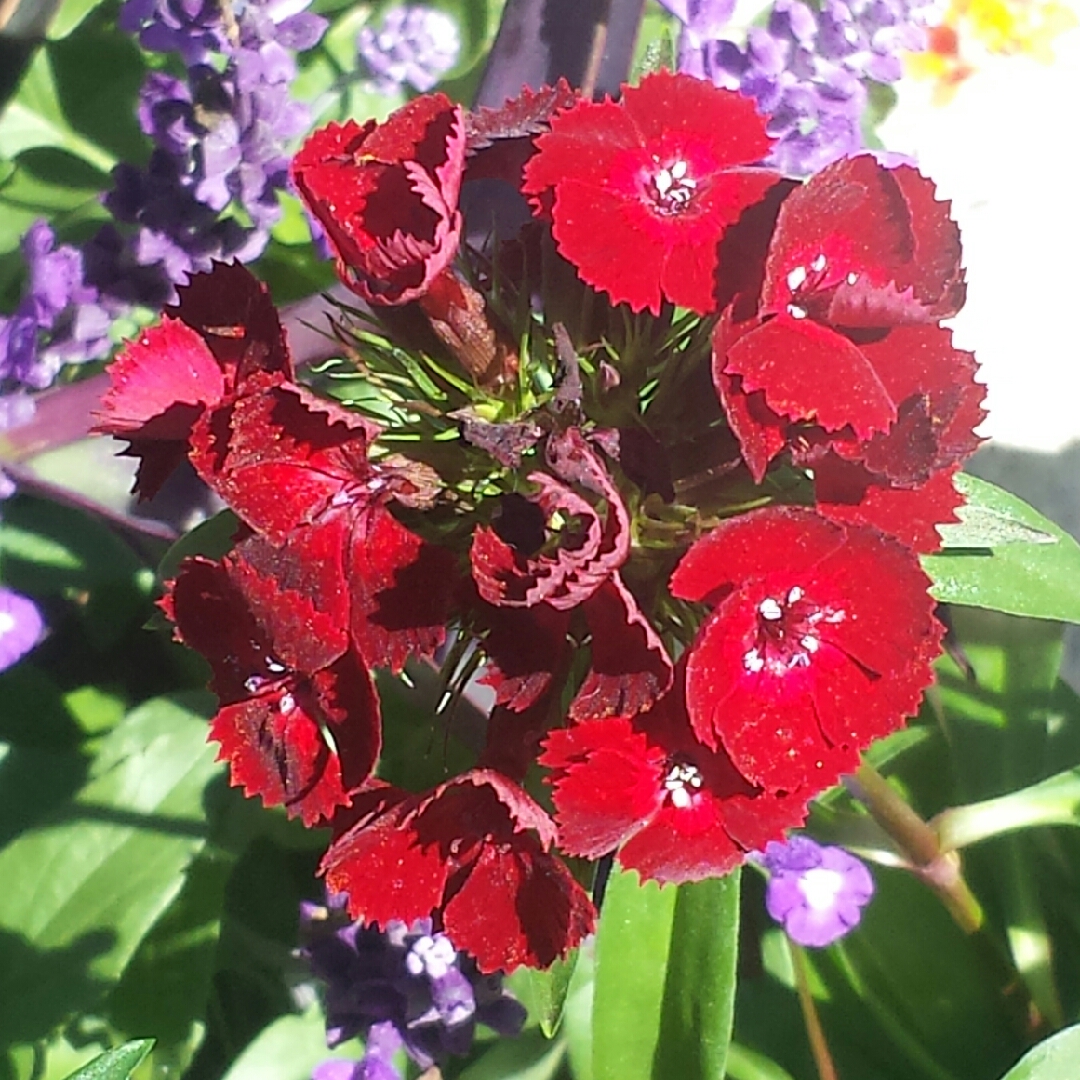 Dianthus barbatus 'Dash Crimson', Dash Crimson Dianthus in GardenTags ...