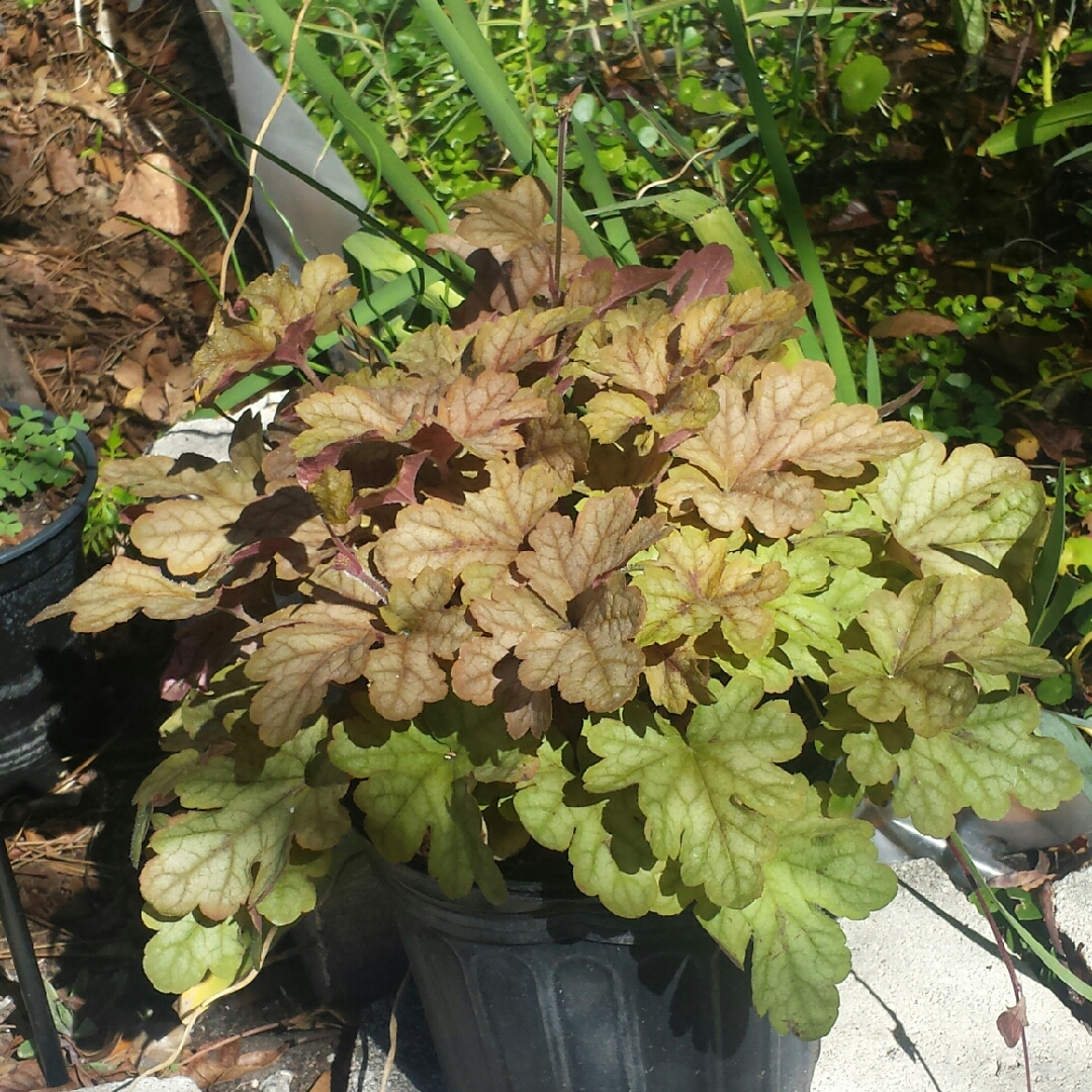 Alumroot Autumn Sunset in the GardenTags plant encyclopedia