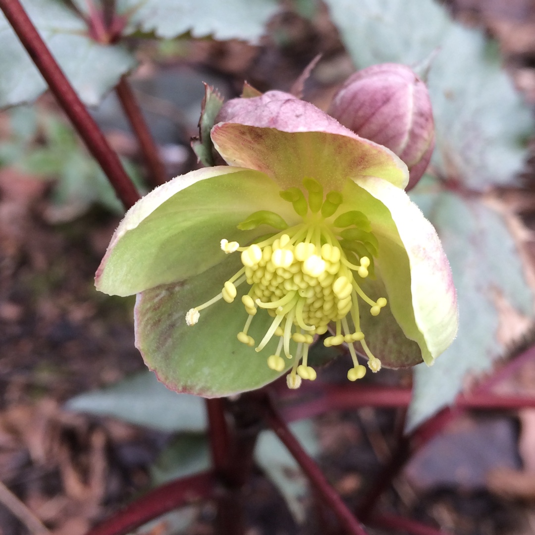 Hellebore Silver And Rose in the GardenTags plant encyclopedia