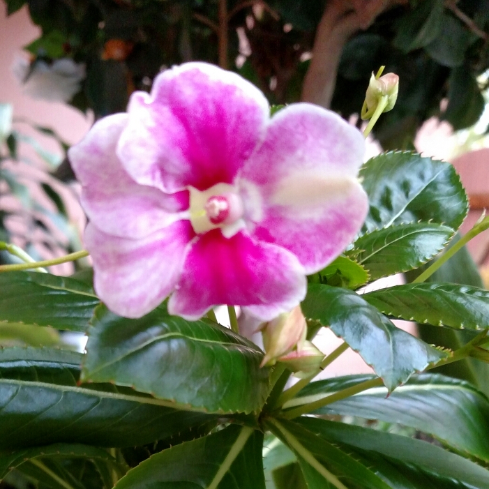 Impatiens La Vida Rosa in the GardenTags plant encyclopedia