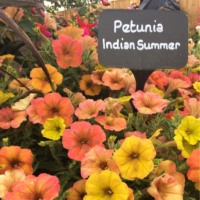 Petunia Indian Summer in the GardenTags plant encyclopedia