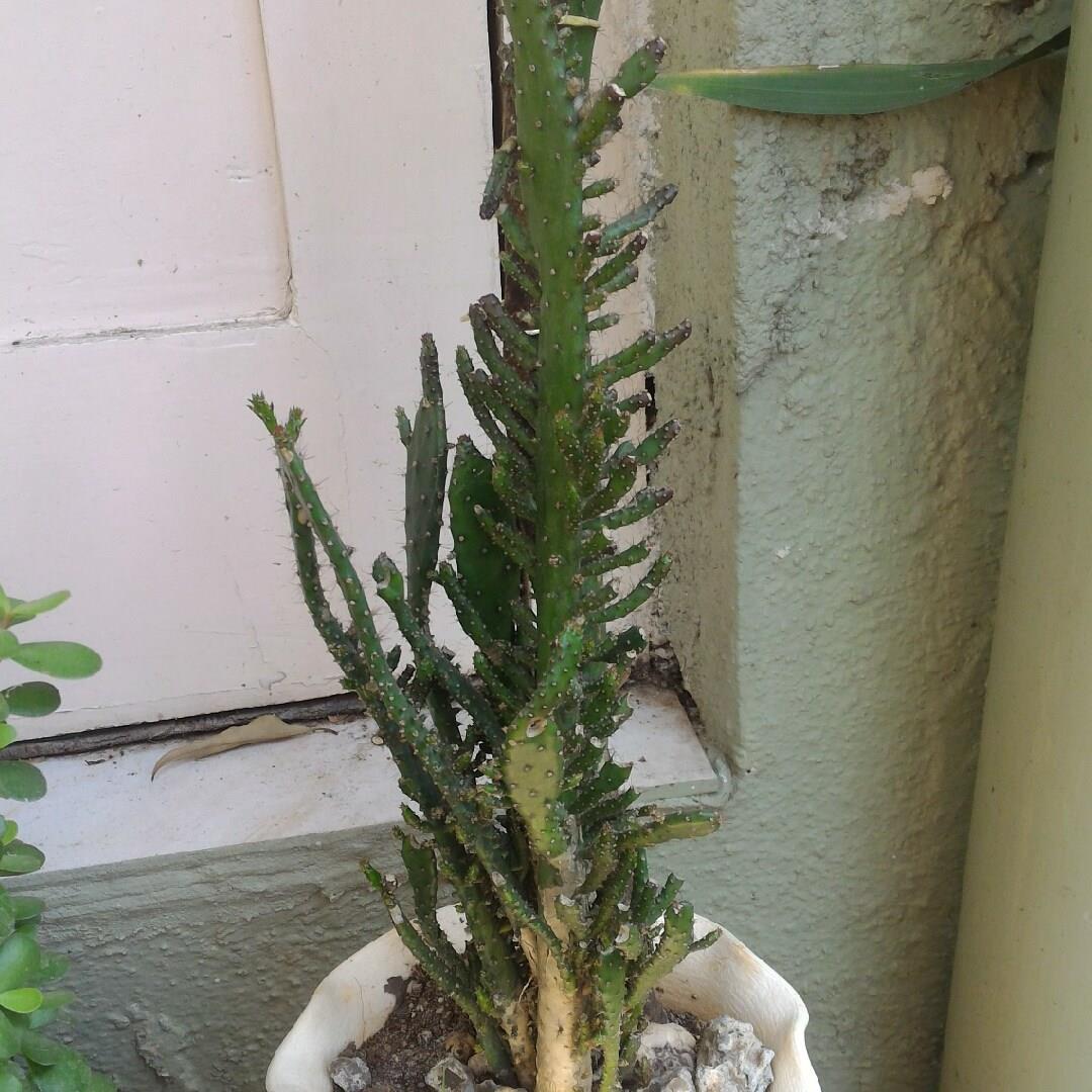 Opuntia Monacantha in the GardenTags plant encyclopedia