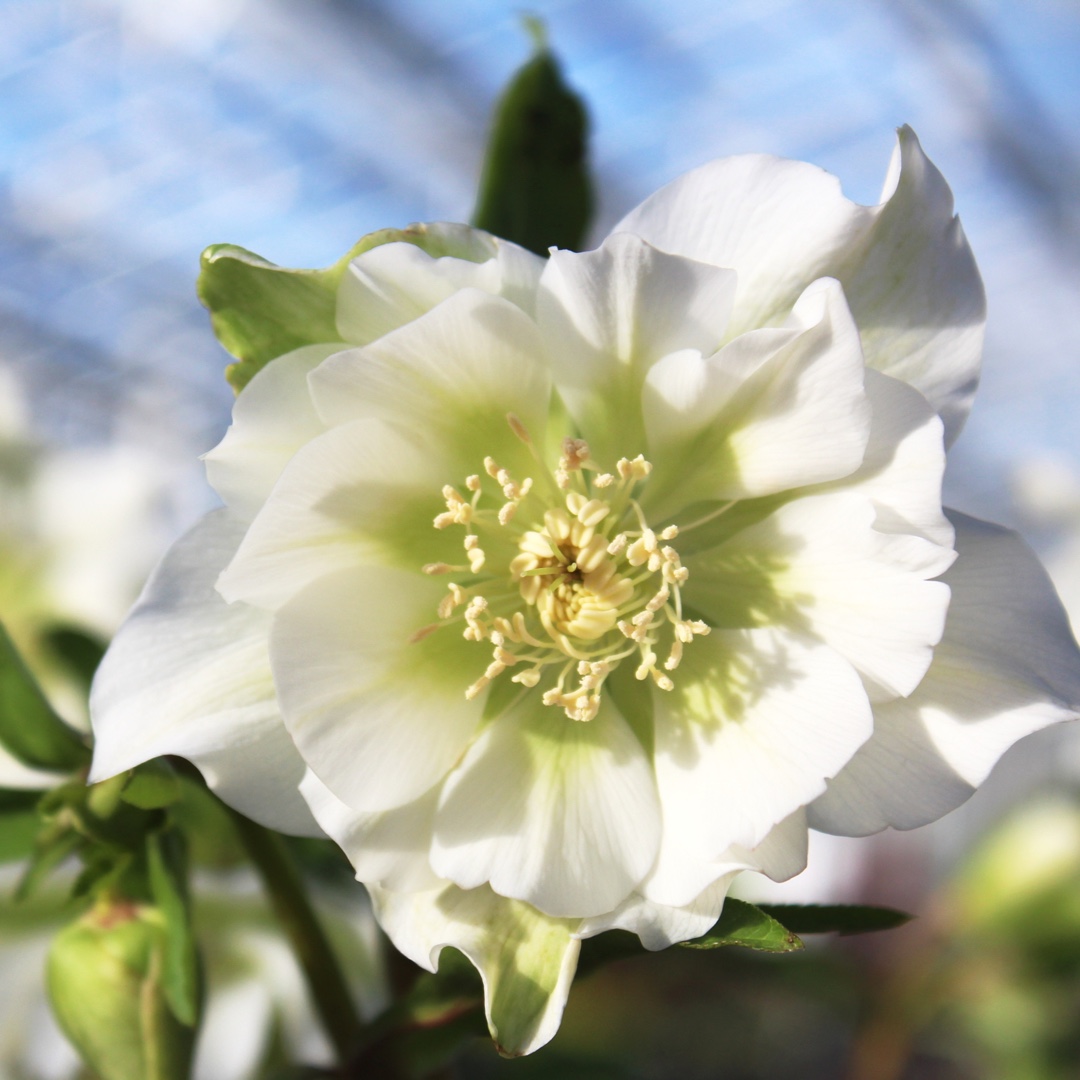 Hellebore SP Grace in the GardenTags plant encyclopedia