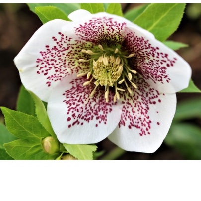 Hellebore SP Conny in the GardenTags plant encyclopedia