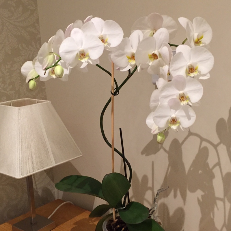 Moth Orchid Allegria in the GardenTags plant encyclopedia