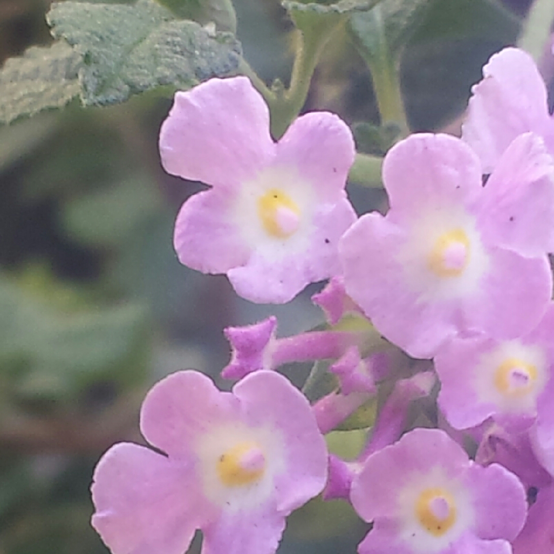 Trailing Lantana in the GardenTags plant encyclopedia