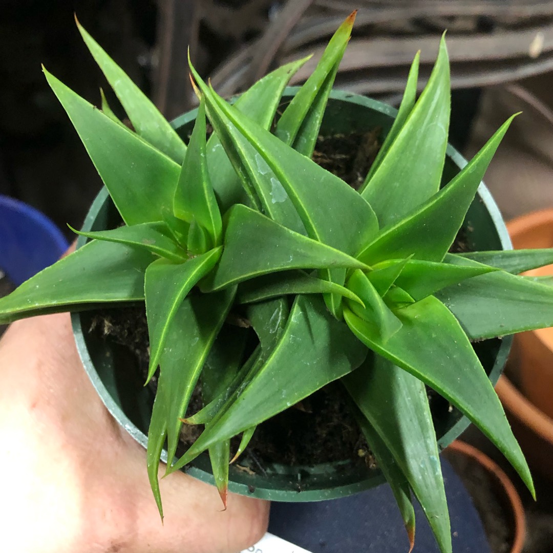 Spiral Aloe in the GardenTags plant encyclopedia