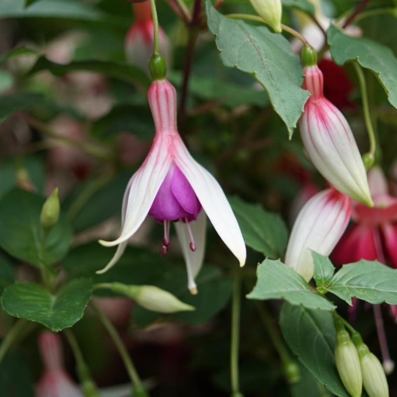 Fuchsia Margaret Pilkington in the GardenTags plant encyclopedia