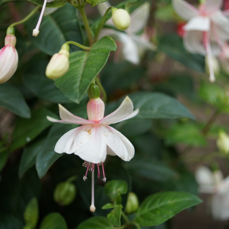 Fuchsia Ann Howard Tripp in the GardenTags plant encyclopedia