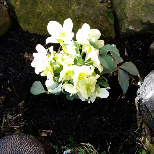 Hellebore HGC Ice Breaker Pico in the GardenTags plant encyclopedia