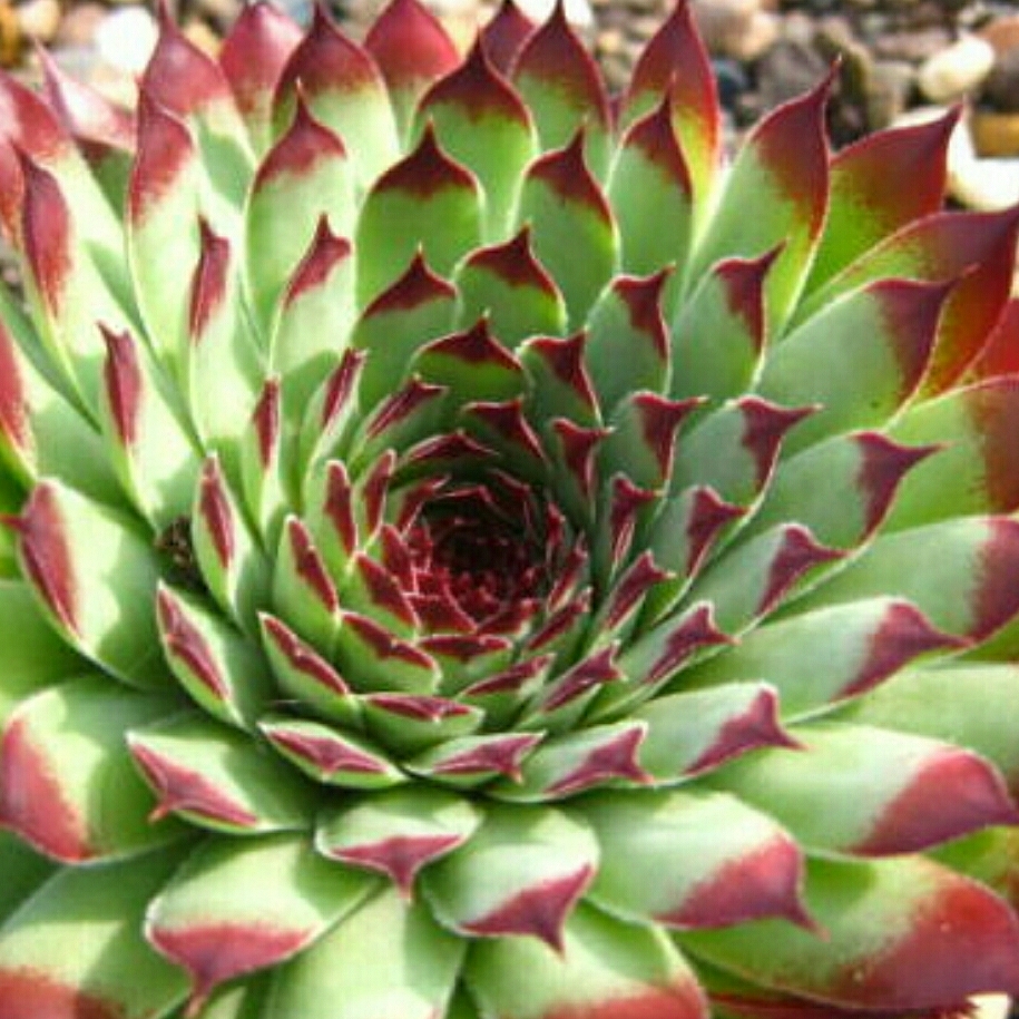 Sempervivum Calcareum Extra in the GardenTags plant encyclopedia