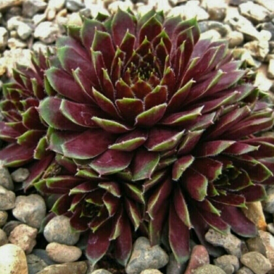 Sempervivum Black Mini in the GardenTags plant encyclopedia