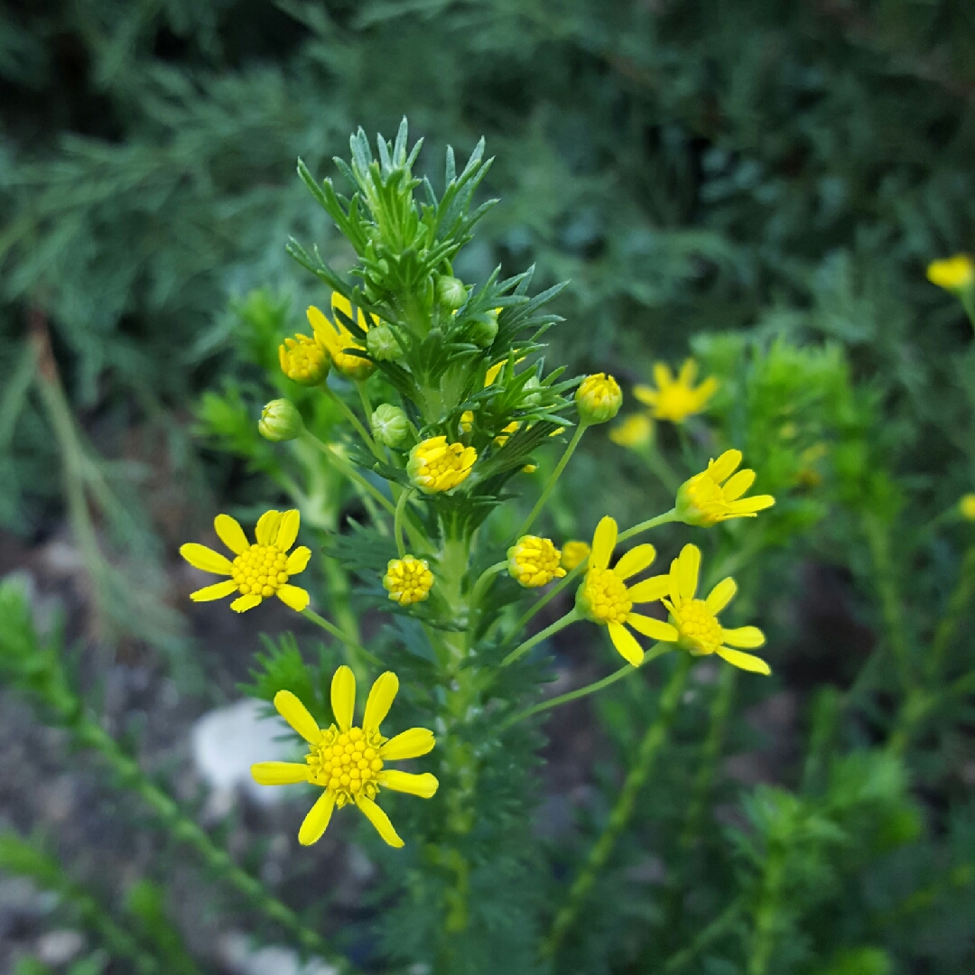 Euryops in the GardenTags plant encyclopedia