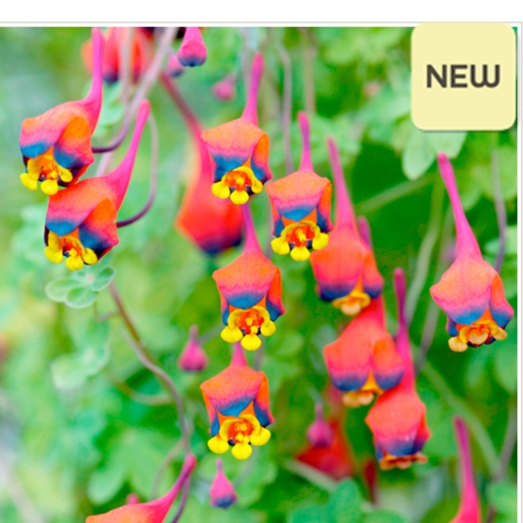 Three coloured Indian Cress in the GardenTags plant encyclopedia