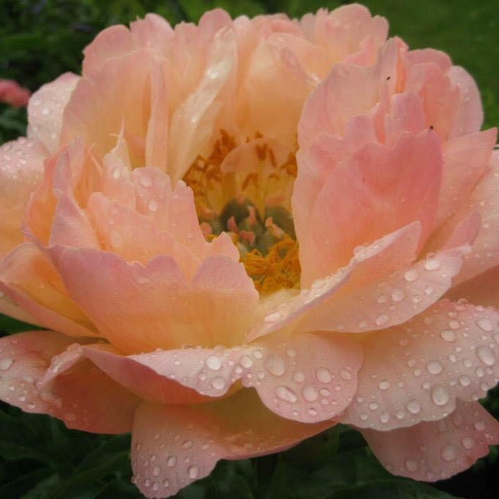 Peony Pink Hawaiian Coral (Herbaceous) in the GardenTags plant encyclopedia