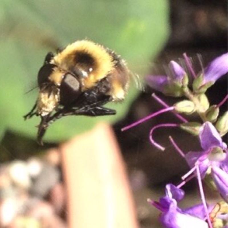 Shrubby Veronica Golden Pixie in the GardenTags plant encyclopedia