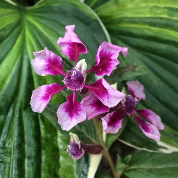 Bat Faced Cuphea Vienco Lavender in the GardenTags plant encyclopedia