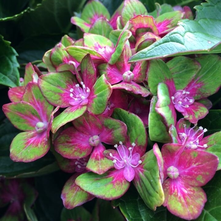 Hydrangea Pistachio in the GardenTags plant encyclopedia