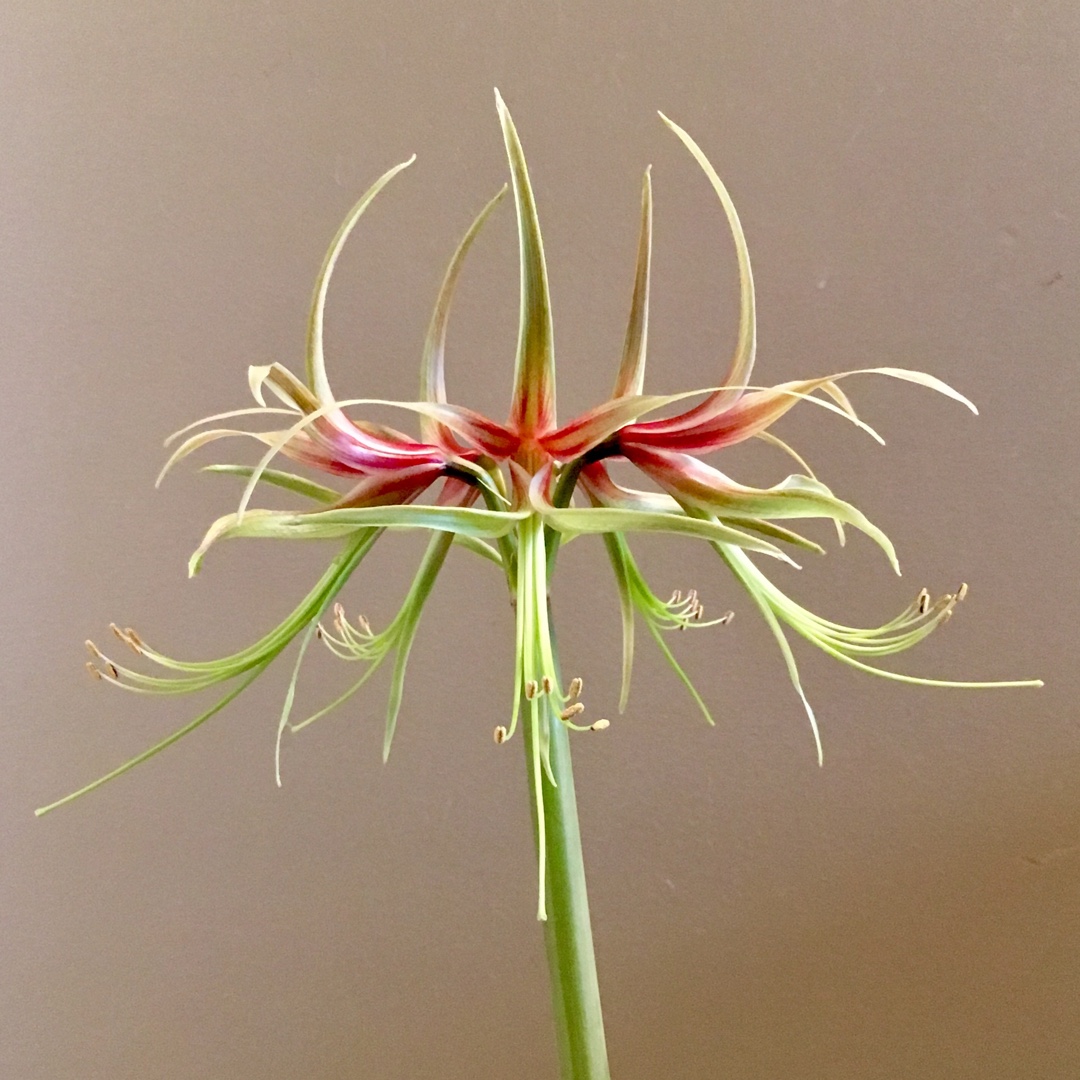 Hippeastrum Chico in the GardenTags plant encyclopedia