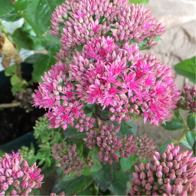 Hylotelephium Munstead Red in the GardenTags plant encyclopedia