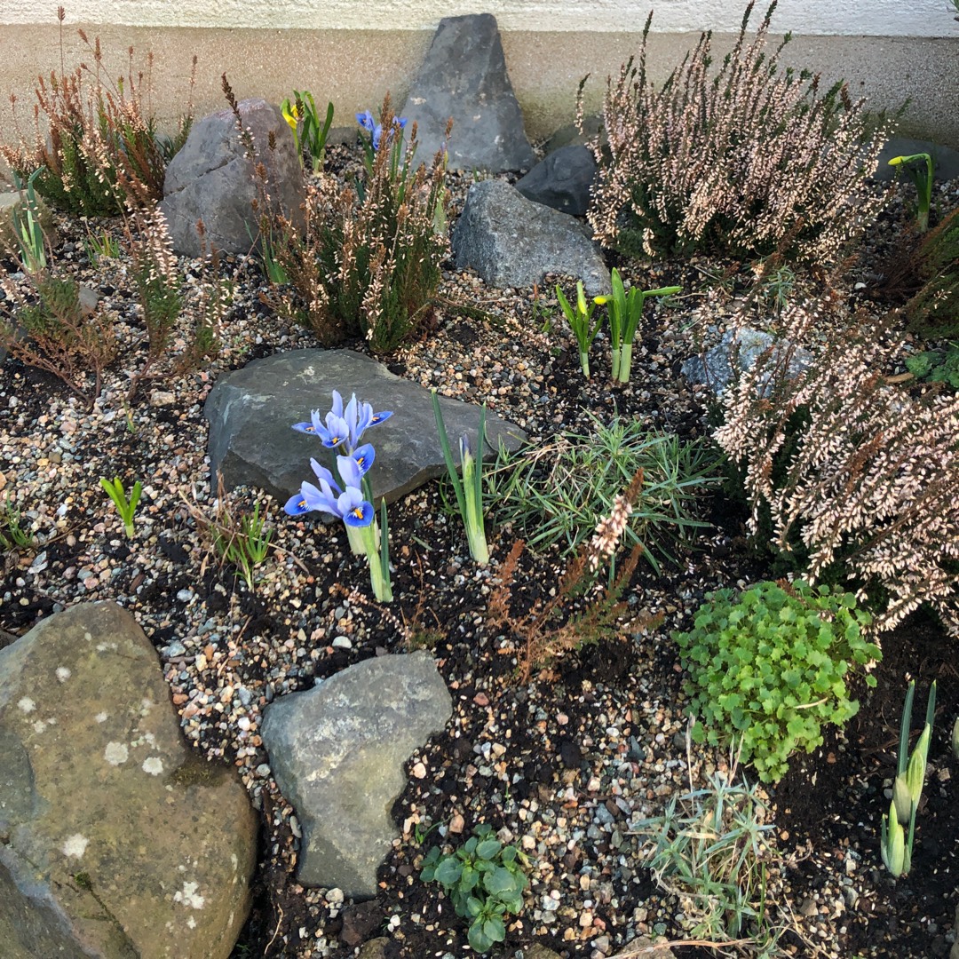 Reticulate Iris Joyce in the GardenTags plant encyclopedia