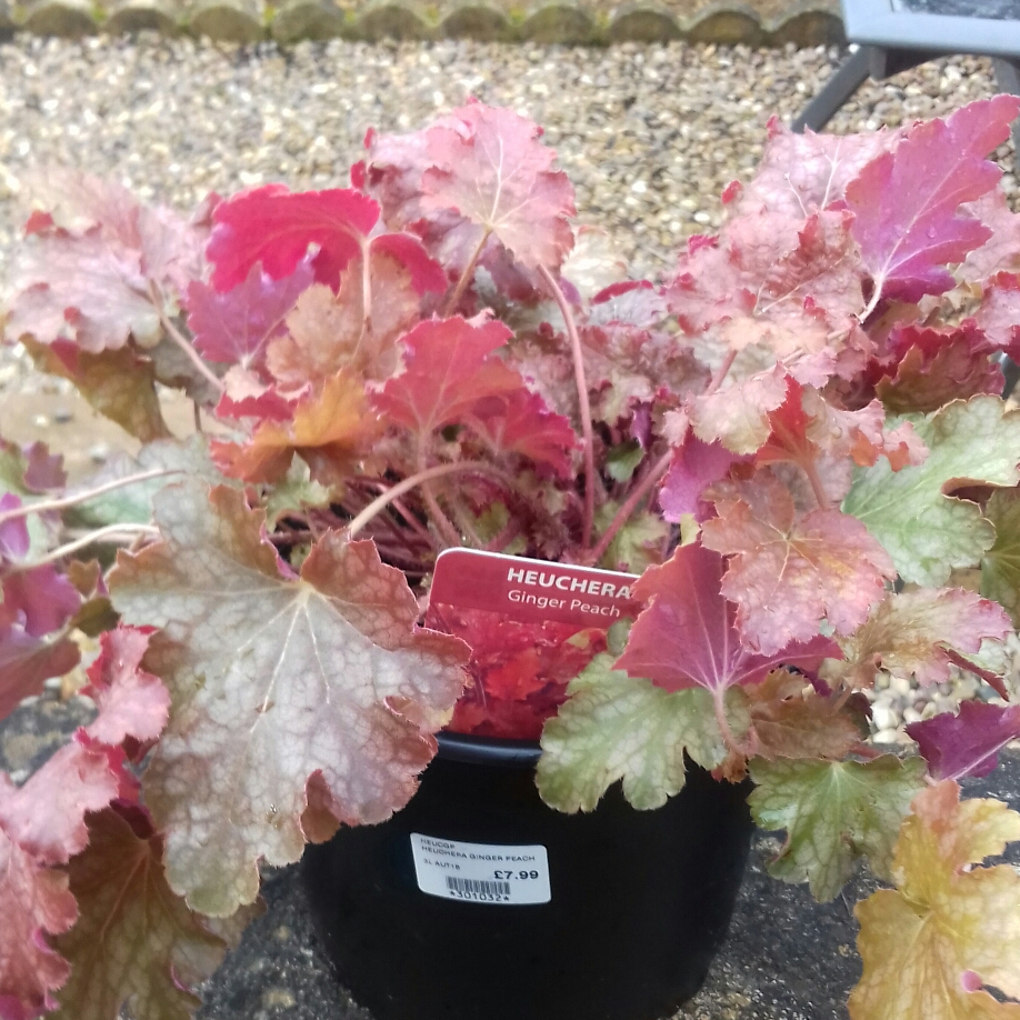 Alumroot Ginger Peach in the GardenTags plant encyclopedia