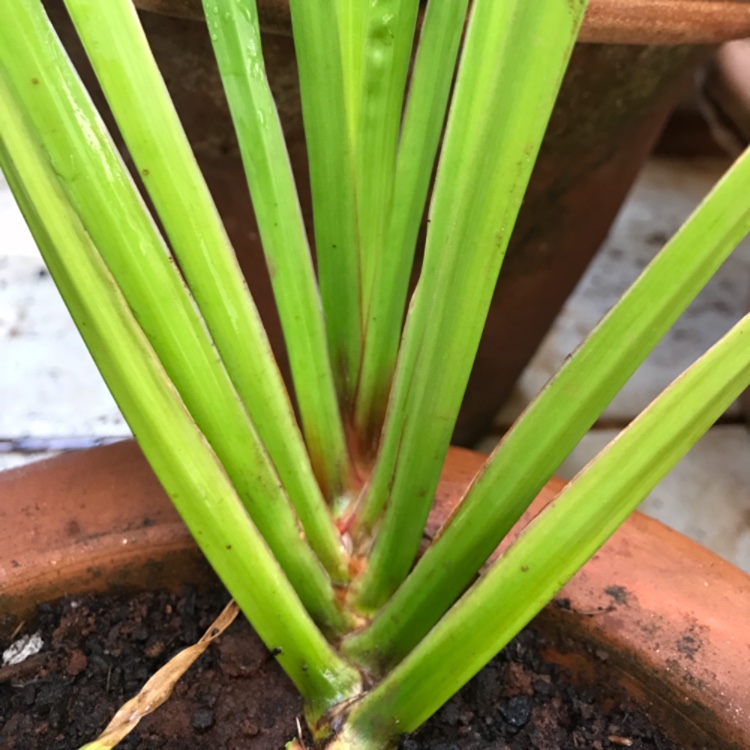 Acorus, Sweet Flag in GardenTags plant encyclopedia