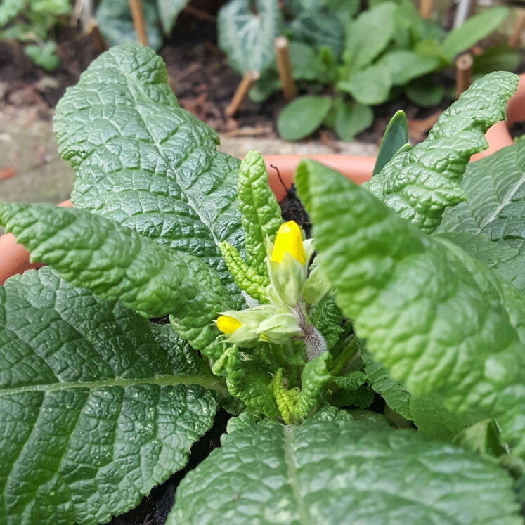 Polyanthus in the GardenTags plant encyclopedia