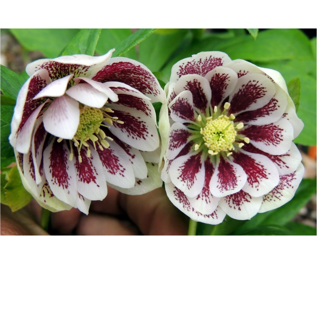 Hellebore Painted Doubles in the GardenTags plant encyclopedia