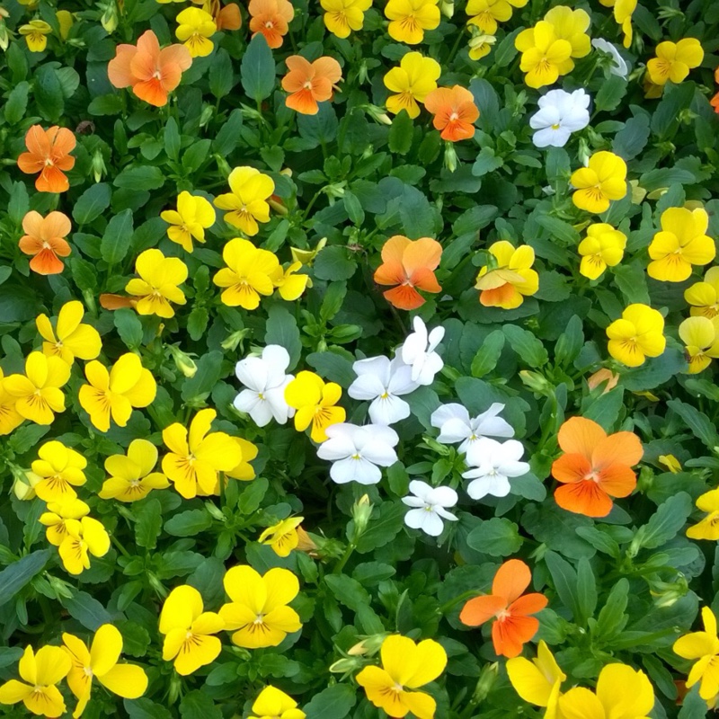 Viola Sorbet Select Citrus Mixed in the GardenTags plant encyclopedia